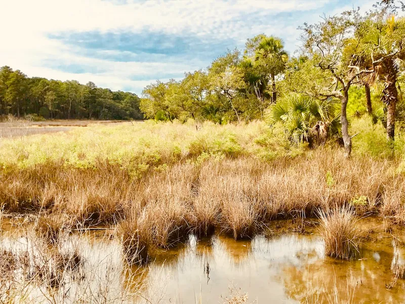 jungle during daytime