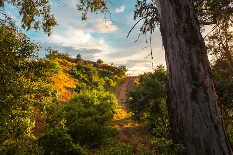 a dirt road in the middle of a forest